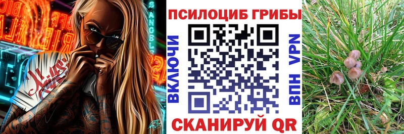 цены   Дубна  Псилоцибиновые грибы Psilocybine cubensis 